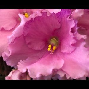 Meet your Posher, Rachel